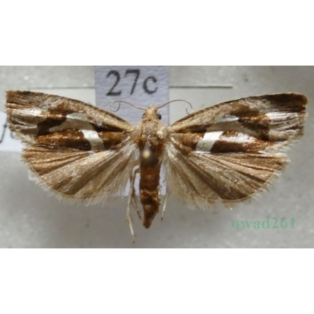 Epiblema foenella (Linnaeus, 1758) Czech27c